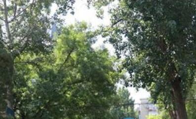 北京市朝阳区将府庄园敬老院环境图片