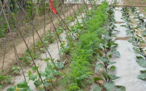 北京市海淀区车耳营养老院环境图片