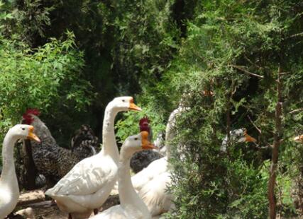 济南长寿山国际生态养老园环境图片