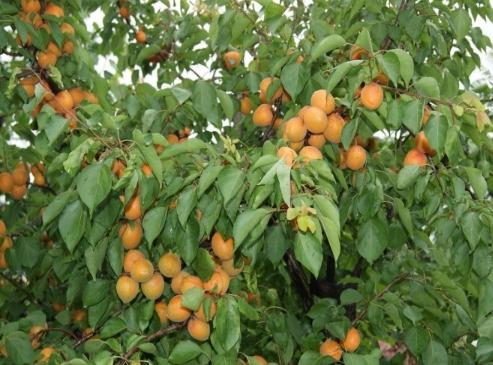 秦皇岛老军医老年公寓_秦皇岛带医疗老年公寓地址查询