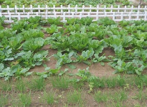 青岛黄岛区海西老年公寓环境图片