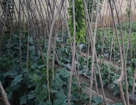 涡阳县城西街道星园养老院_亳州包吃包住养老社区查询,亳州养老机构