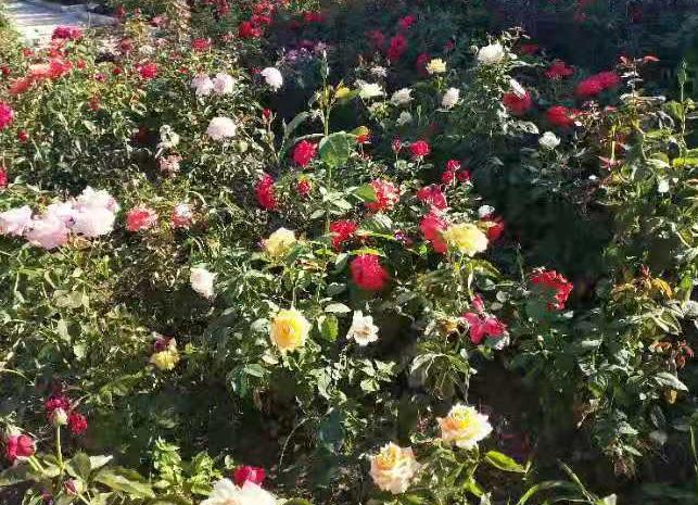 吉林市丰满区亿森林养老院环境图片