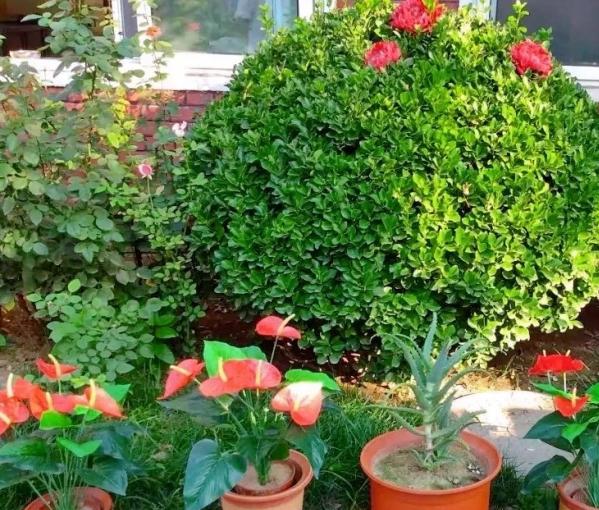 天津市红桥区博爱养老院环境图片