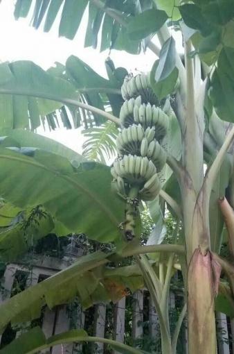 三亚鸿雁养老度假中心环境图片