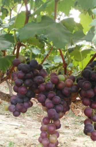 大城县老年公寓环境图片