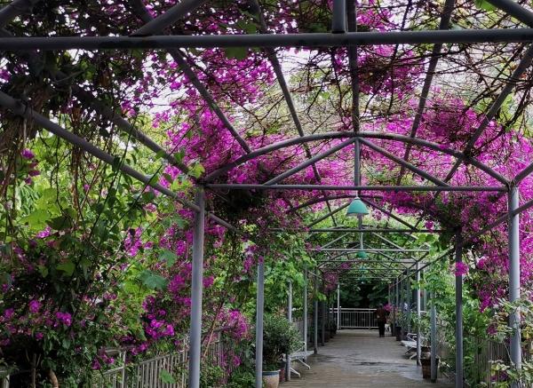 九九佳园颐养苑_绵阳养老院地址在哪,绵阳所有养老院地址电话