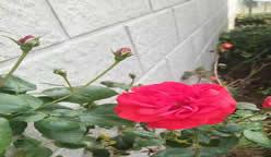 上海浦东新区川沙六团敬老院环境图片